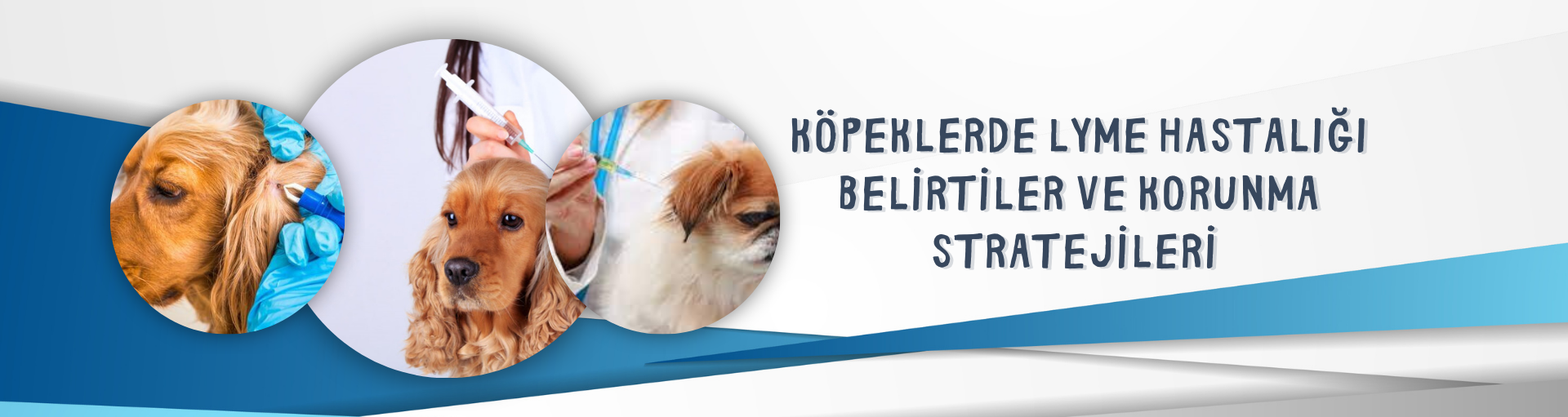  Köpeklerde Lyme Hastalığı: Belirtiler ve Korunma Stratejileri 